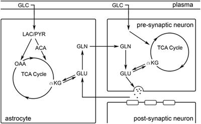 Working Memory Modulates Glutamate Levels in the Dorsolateral Prefrontal Cortex during 1H fMRS